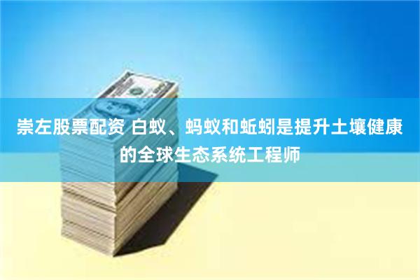崇左股票配资 白蚁、蚂蚁和蚯蚓是提升土壤健康的全球生态系统工程师